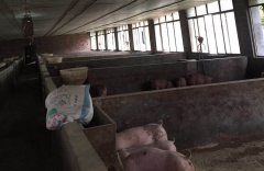 臭氧發生器在養豬場（養殖用）的應用方案